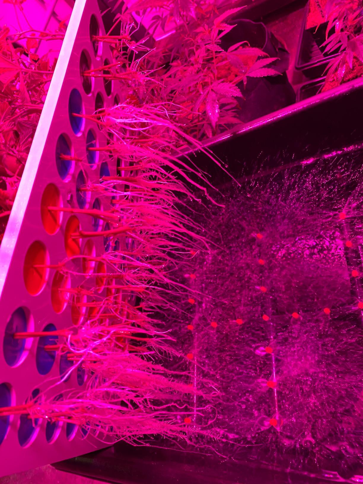 64 Site Aeroponic Cloning Machine Cloner Expect 100% Success Rates!!! customer photo 1