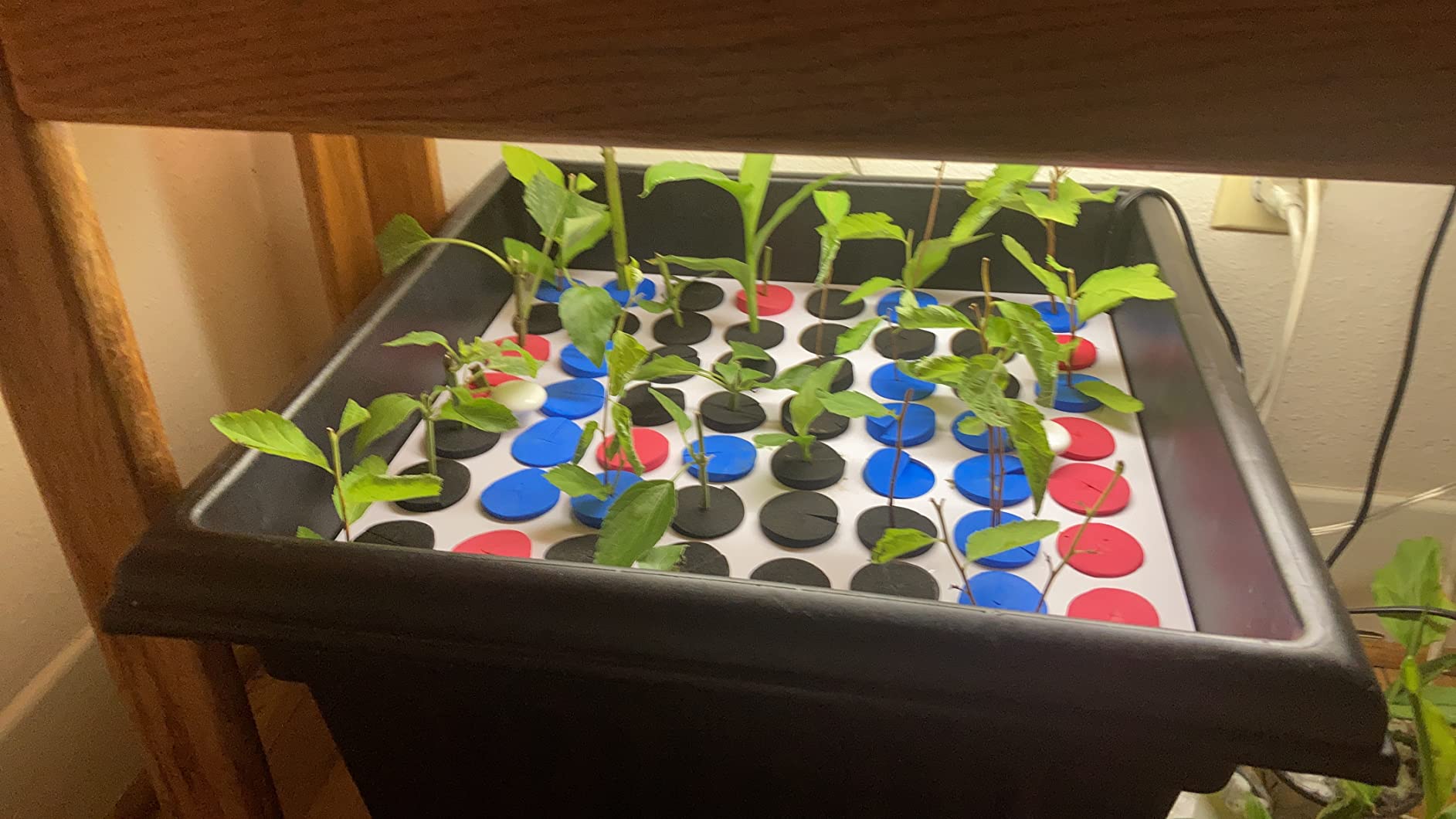 64 Site Aeroponic Cloning Machine Cloner Expect 100% Success Rates!!! customer photo 2