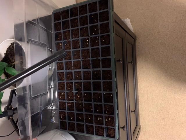Burpee Greenhouse Indoor Starting Herbs, Flowers and Vegetables | Includes Dome, Watering, Seed Starter Tray, Coir Pellets | 10
