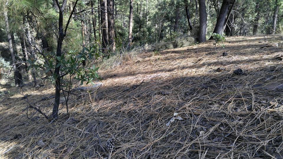 Arcturus Ghost Ghillie Suit | Ultra-Dense Design | Superior Camo Coverage for Hunters, Military, Snipers, Airsoft & Paintball customer photo 1