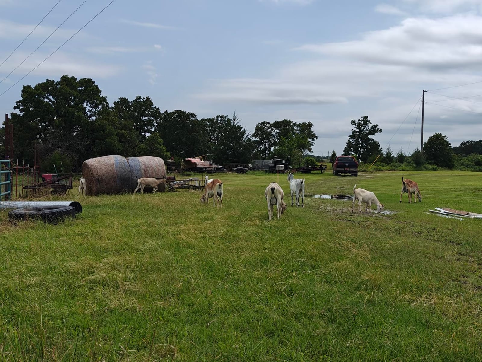 Gallagher Smart Fence 2 Portable Electric Fence for Livestock, 328ft of 4-Strand Electric Fencing customer photo 1