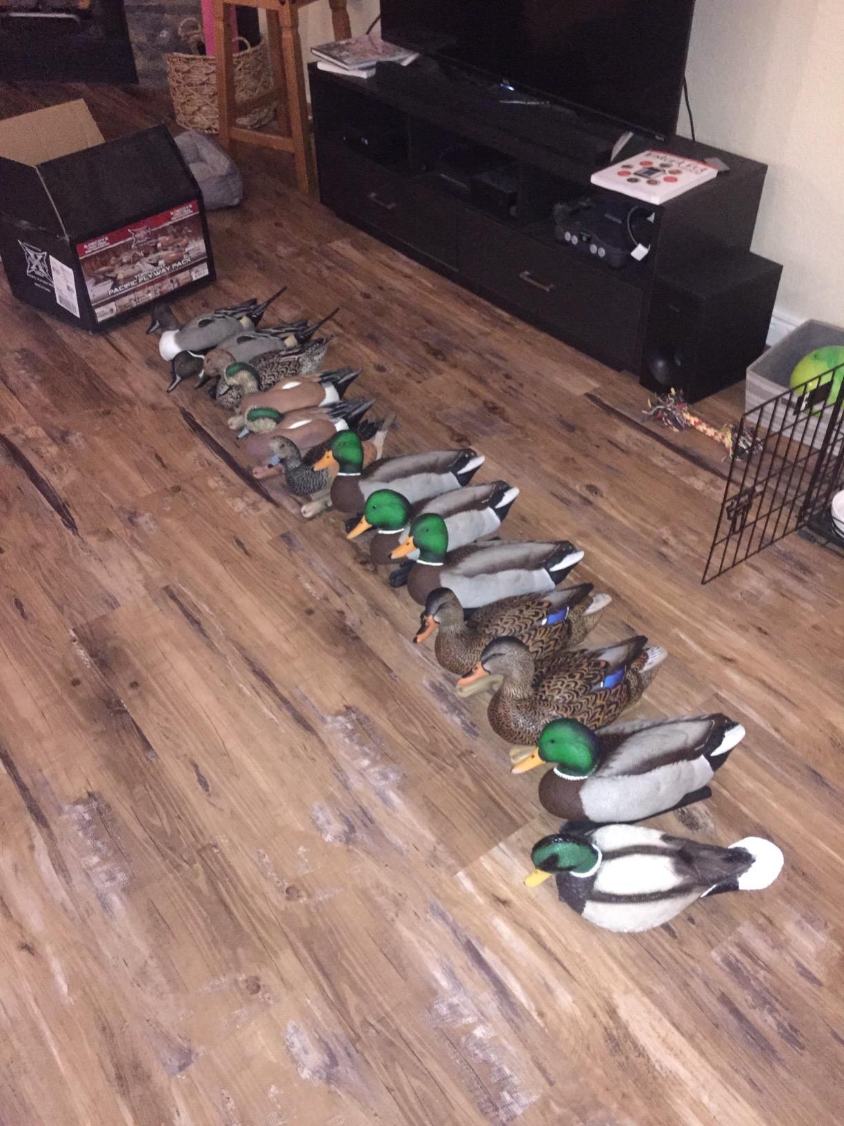 Avian X Topflight Realistic Open Water Mallard Duck Decoys with Weight-forward swim keel Set of 6 (Multicolor) customer photo 1