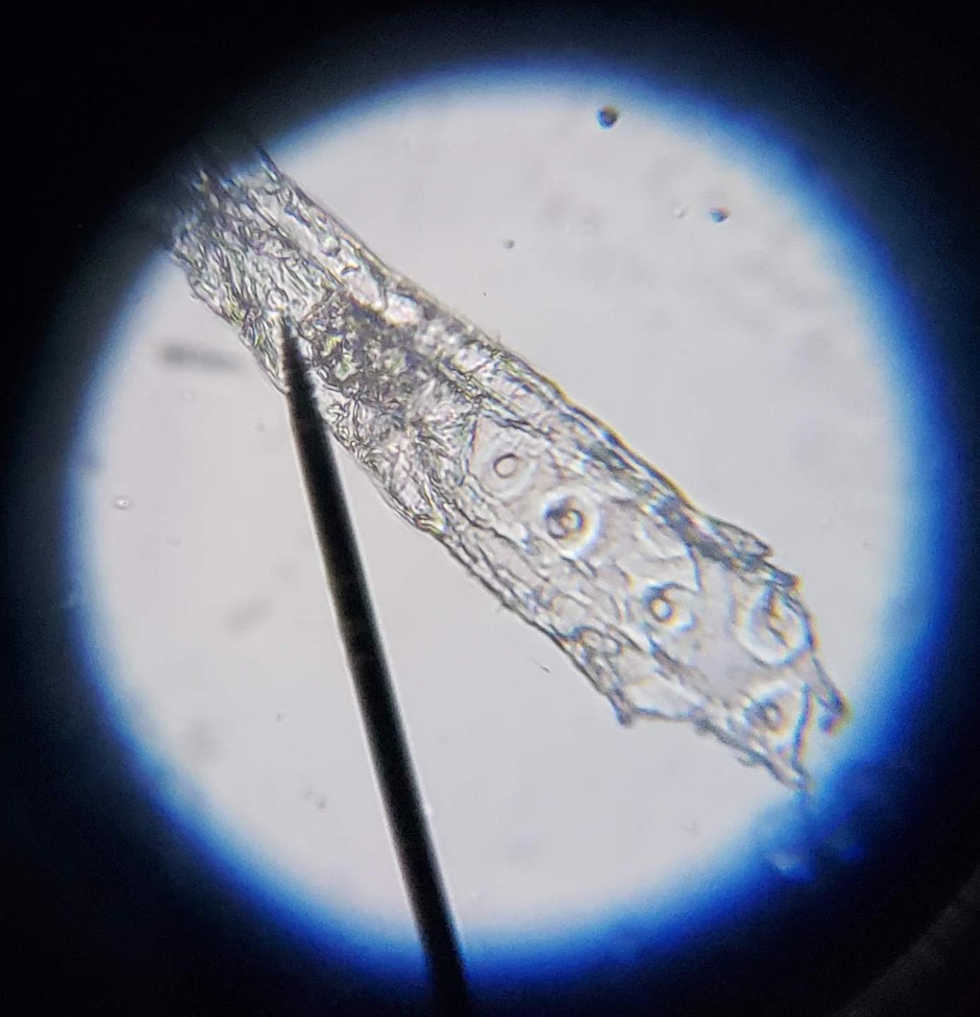 AmScope M150C1000X All-Metal Optical Glass Lenses Cordless LED | 40X-1000X Magnification Range Compound Biological Microscope All-Metal Construction Cordless Battery Powered customer photo 2