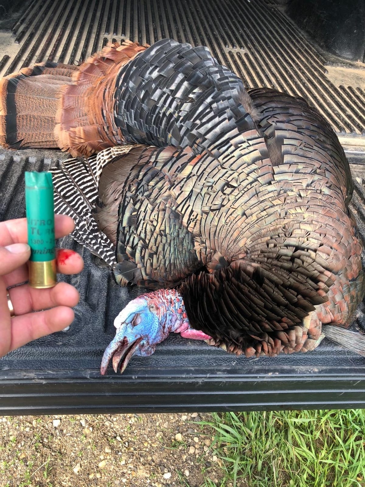 Avian-X LCD Strutter Durable Realistic Lifelike Collapsible Standing Hunting Folding Turkey Decoy with Carry Bag & Stake, AVX8004 customer photo 1