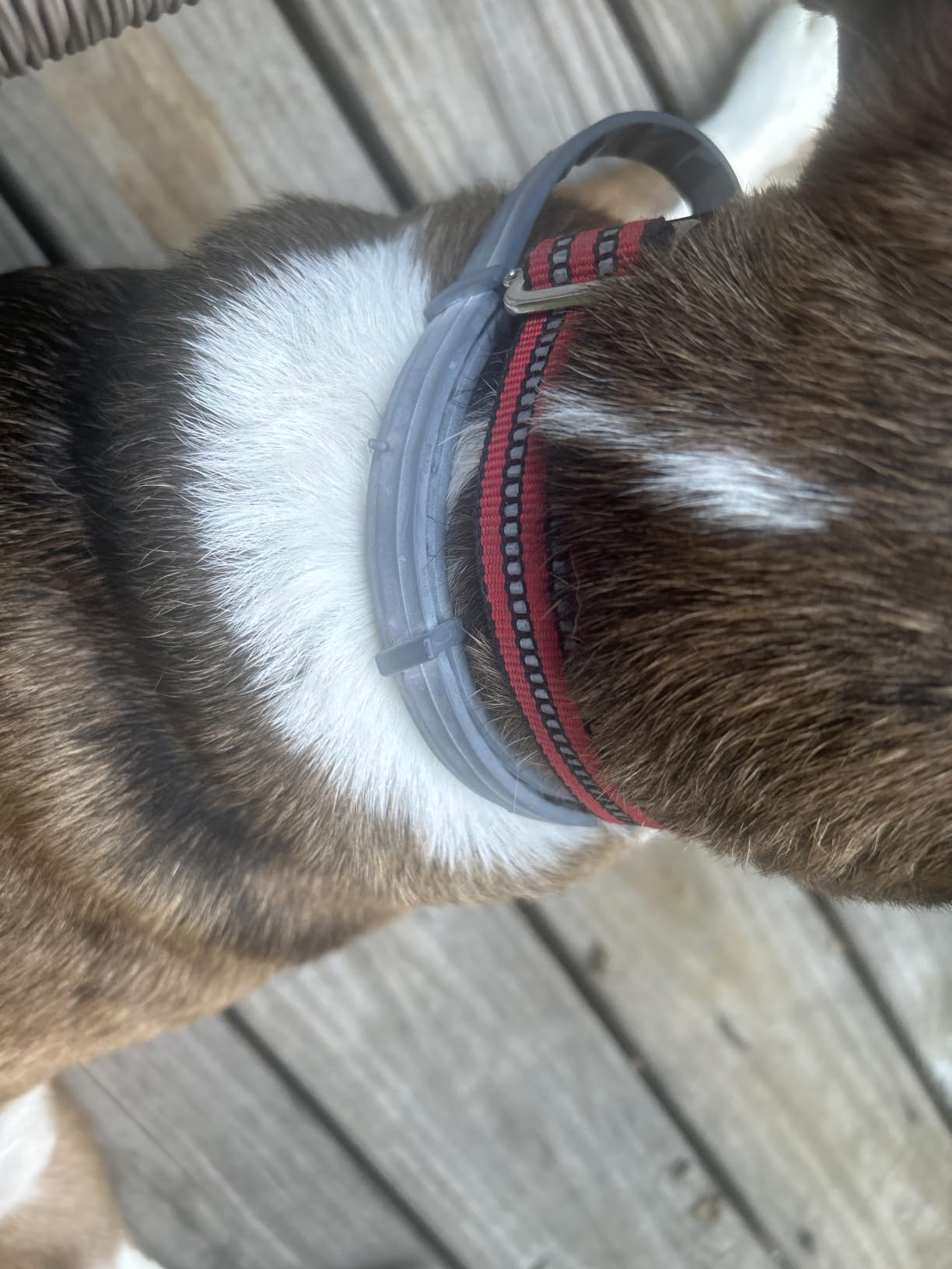 Seresto Flea & Tick Collar For Dogs Over 18 lbs., Treatment & Prevention, Vet-Recommend, 8 Month Protection customer photo 1