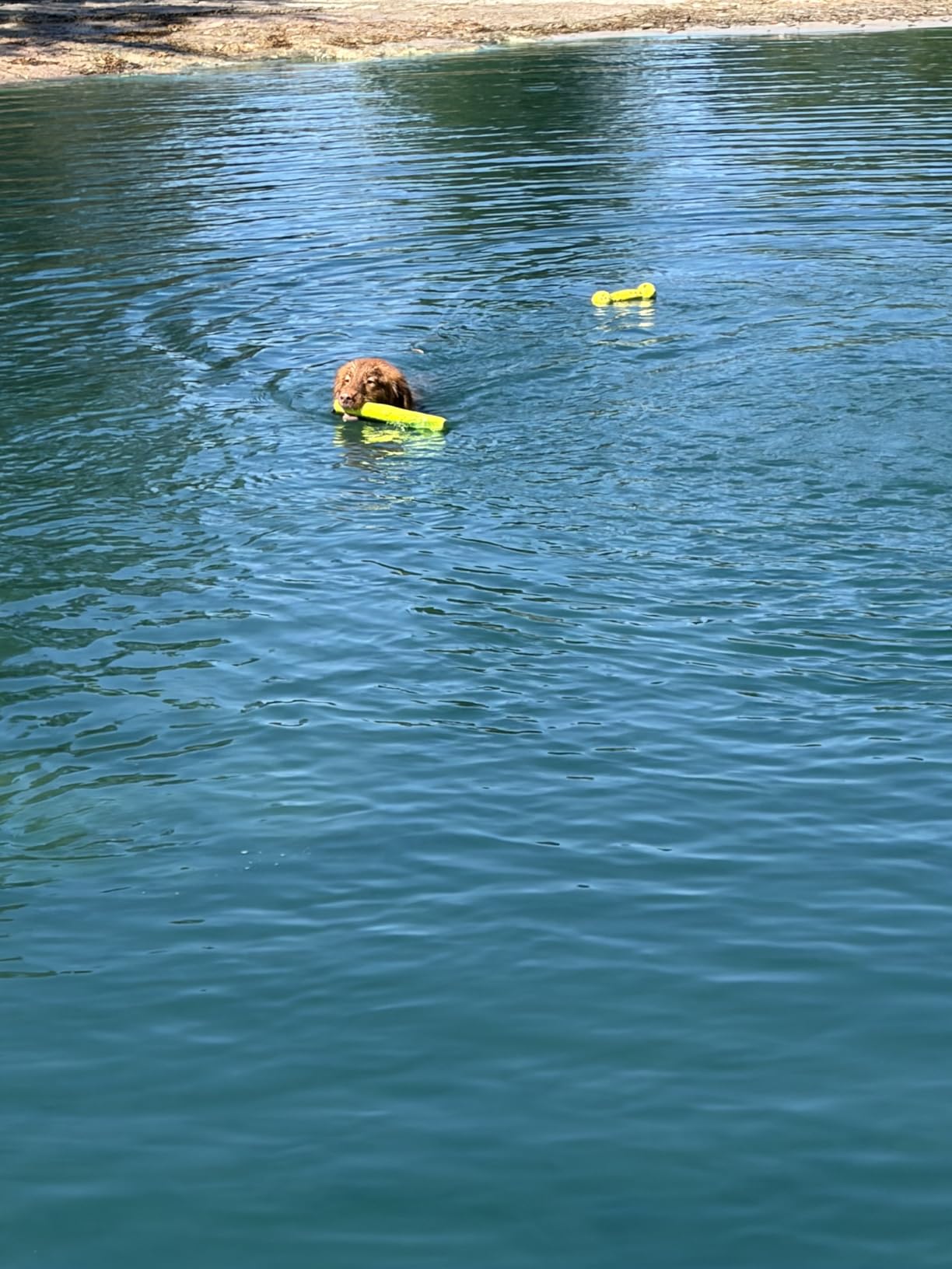 Hyper Pet Fetching Dog Toys - Throwing Stick Dog Toy Made With EVA Foam - Easy To Clean & Floats On Water customer photo 2