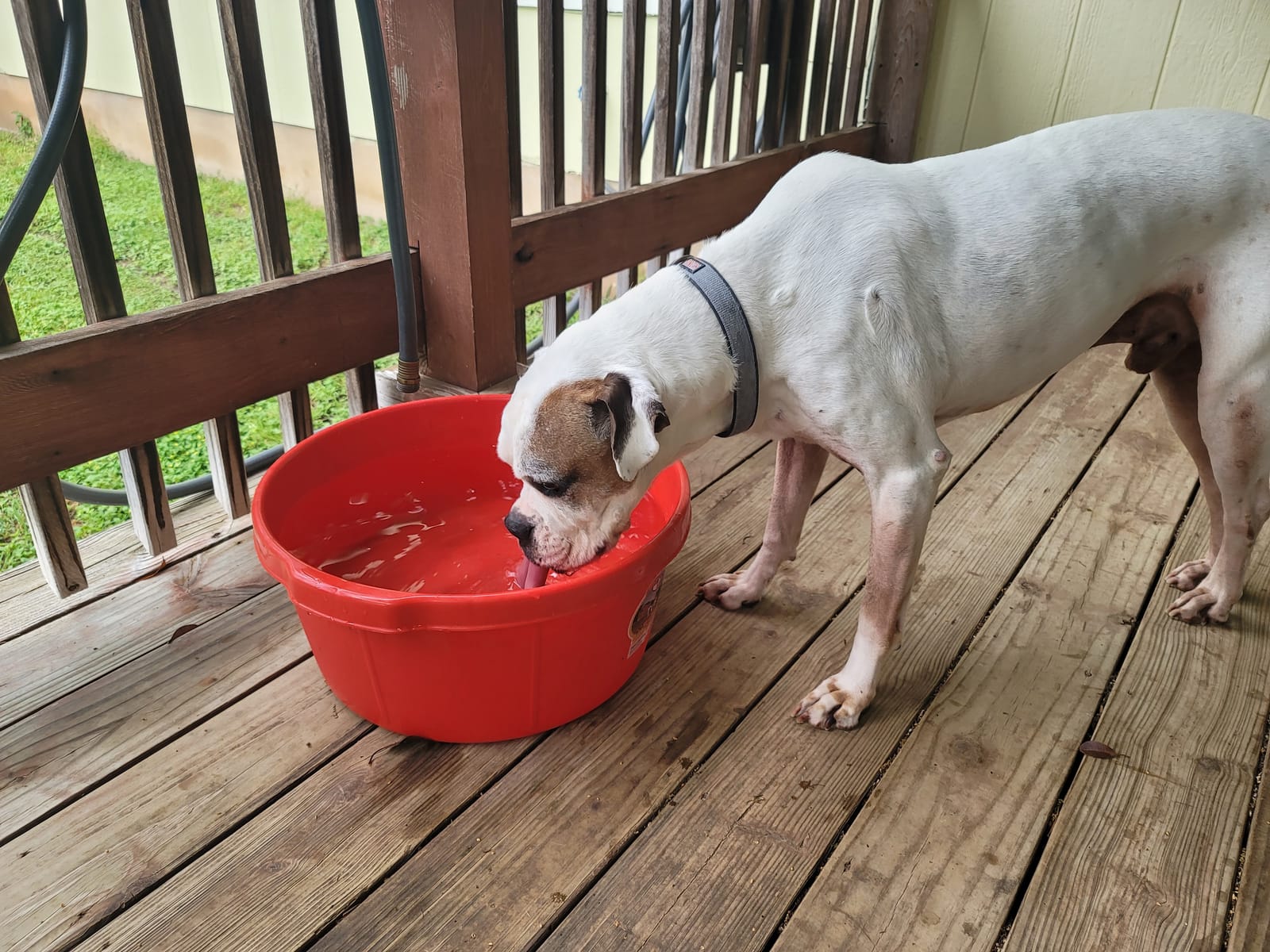 Little Giant Plastic All-Purpose Tub | Plastic Pond Tub | Feed Tub | Durable Plastic Livestock Feeding Pan with Hand Grips | Made in USA | 6.5 Gallons | Green customer photo 1