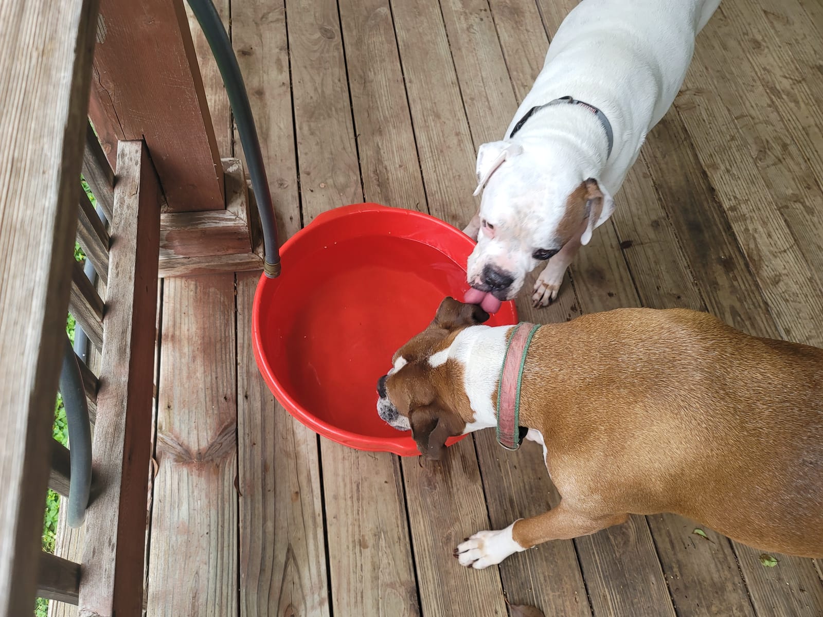 Little Giant Plastic All-Purpose Tub | Plastic Pond Tub | Feed Tub | Durable Plastic Livestock Feeding Pan with Hand Grips | Made in USA | 6.5 Gallons | Green customer photo 2