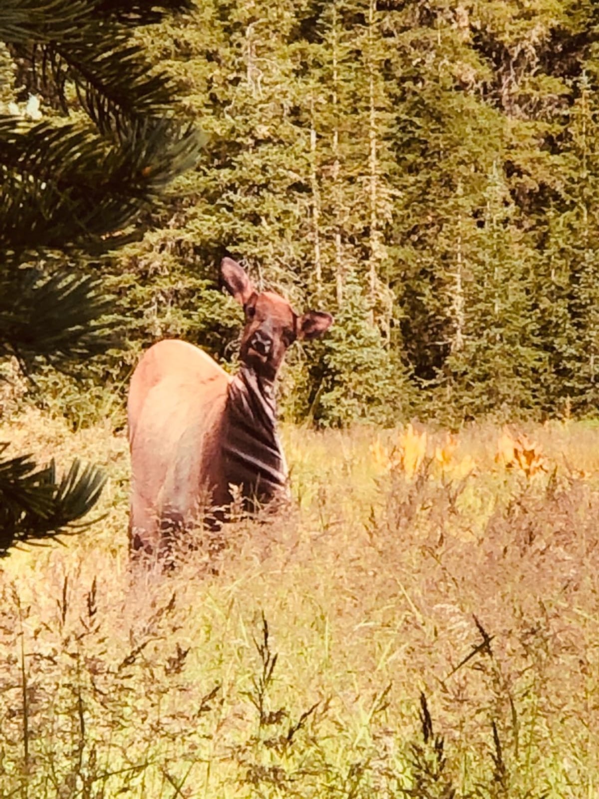 Montana Decoy Eichler Elk customer photo 1