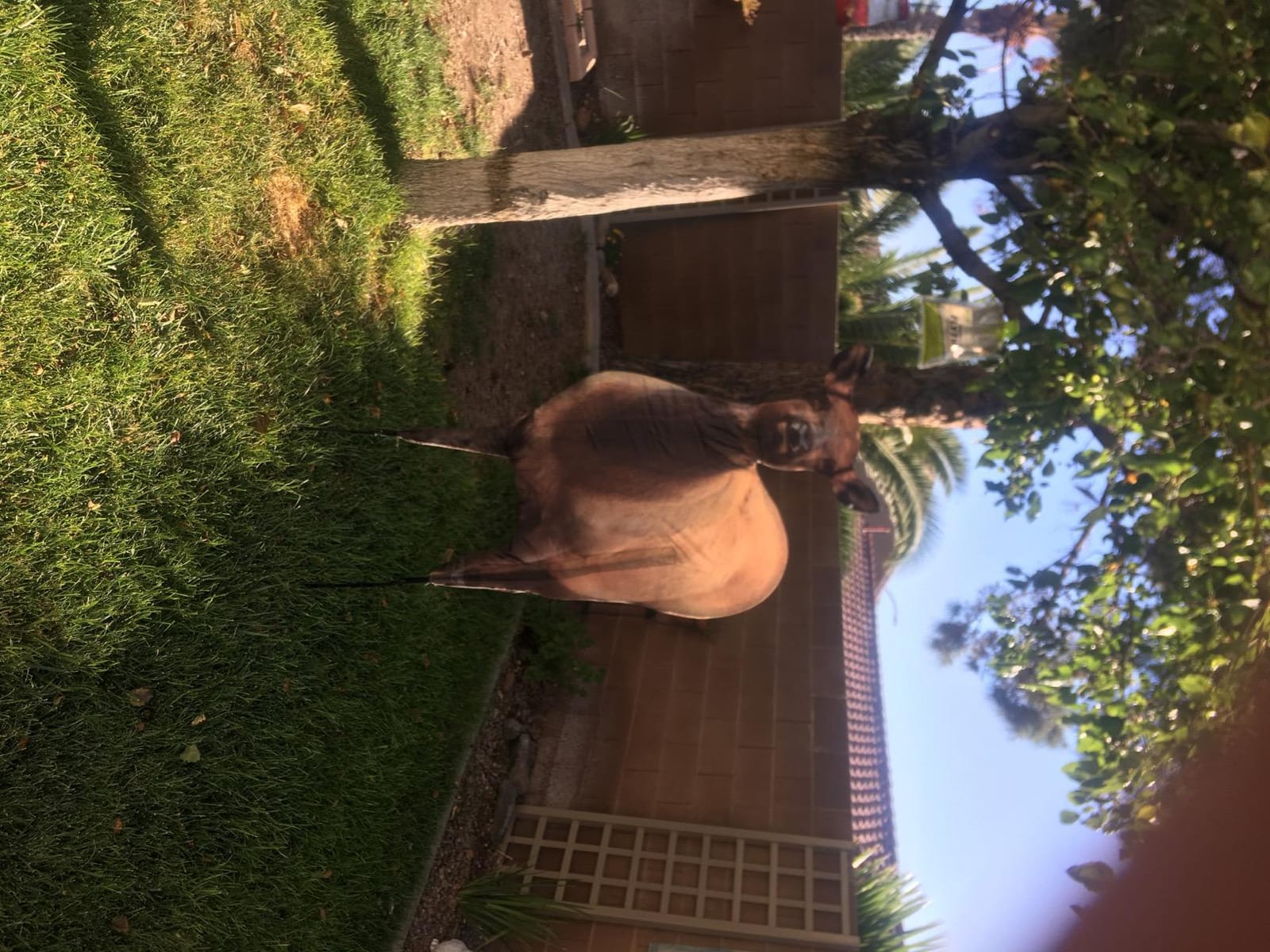 Montana Decoy Eichler Elk customer photo 2
