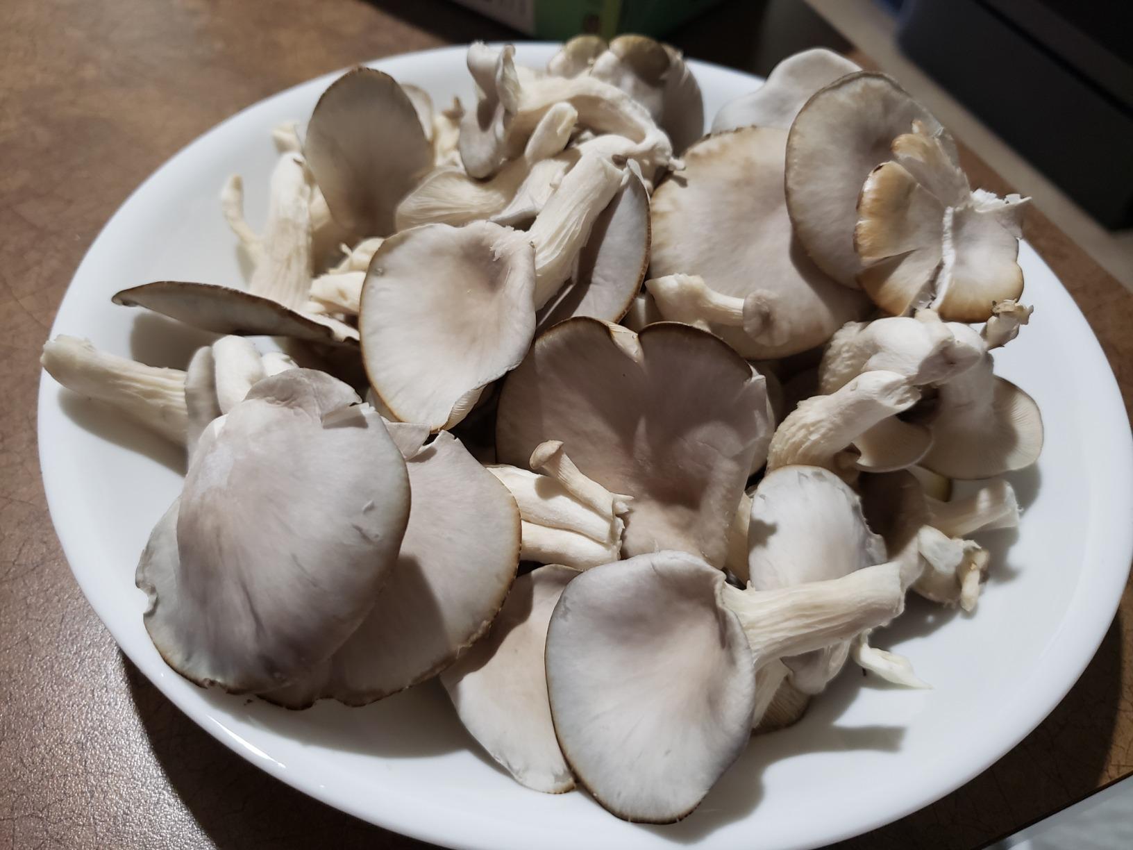 Back to the Roots Organic Oyster Mushroom Grow Kit, Harvest Gourmet Mushrooms In 10 Days customer photo 1