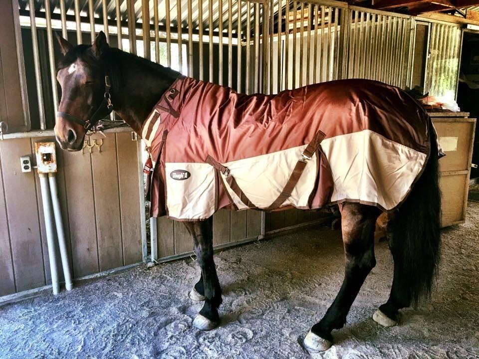 TOUGH1 1680D Turnout Blanket with SNUGGIT Neck, Purple, 78-in customer photo 1
