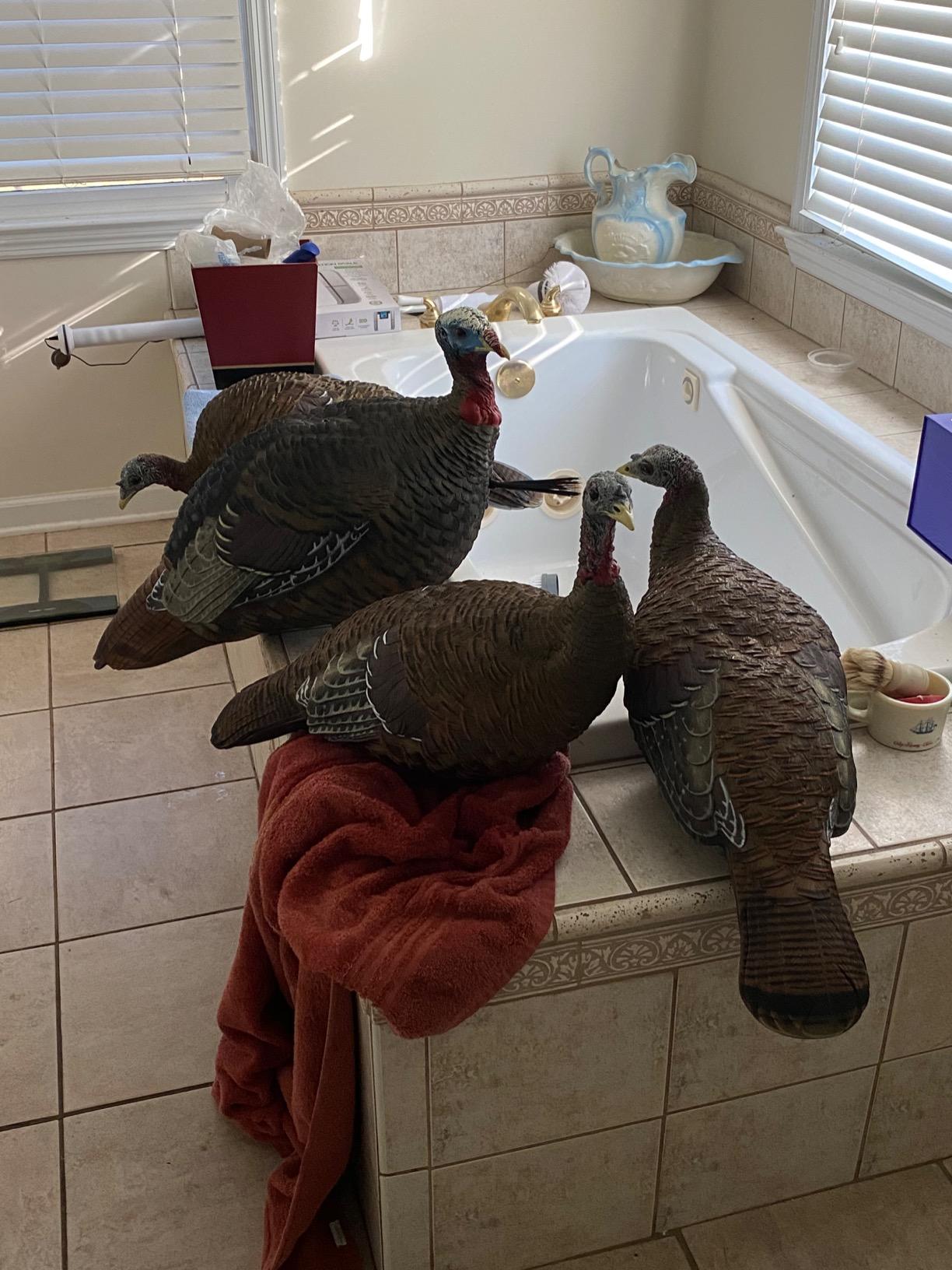 Avian X LCD Lookout Hen Turkey Decoy customer photo 2