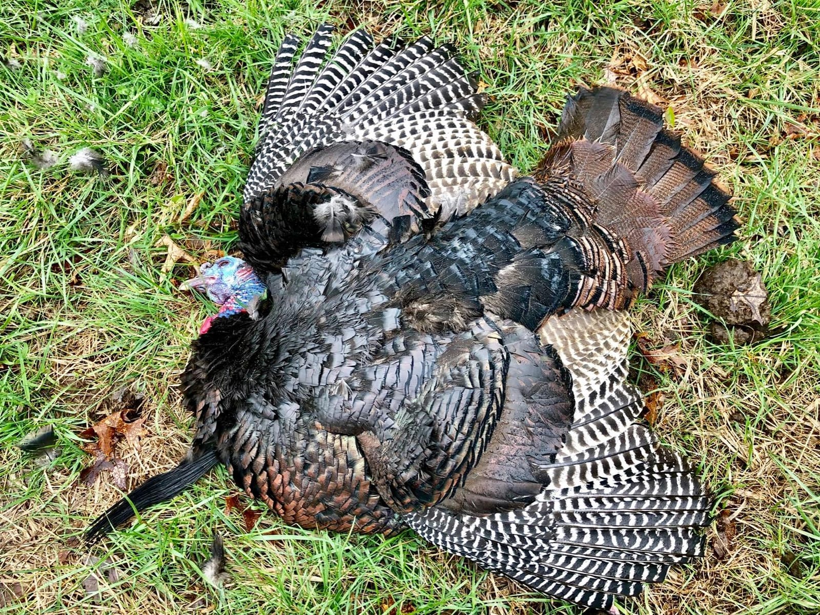 AVIAN-X LCD Feeder Hen Turkey Decoy customer photo 2