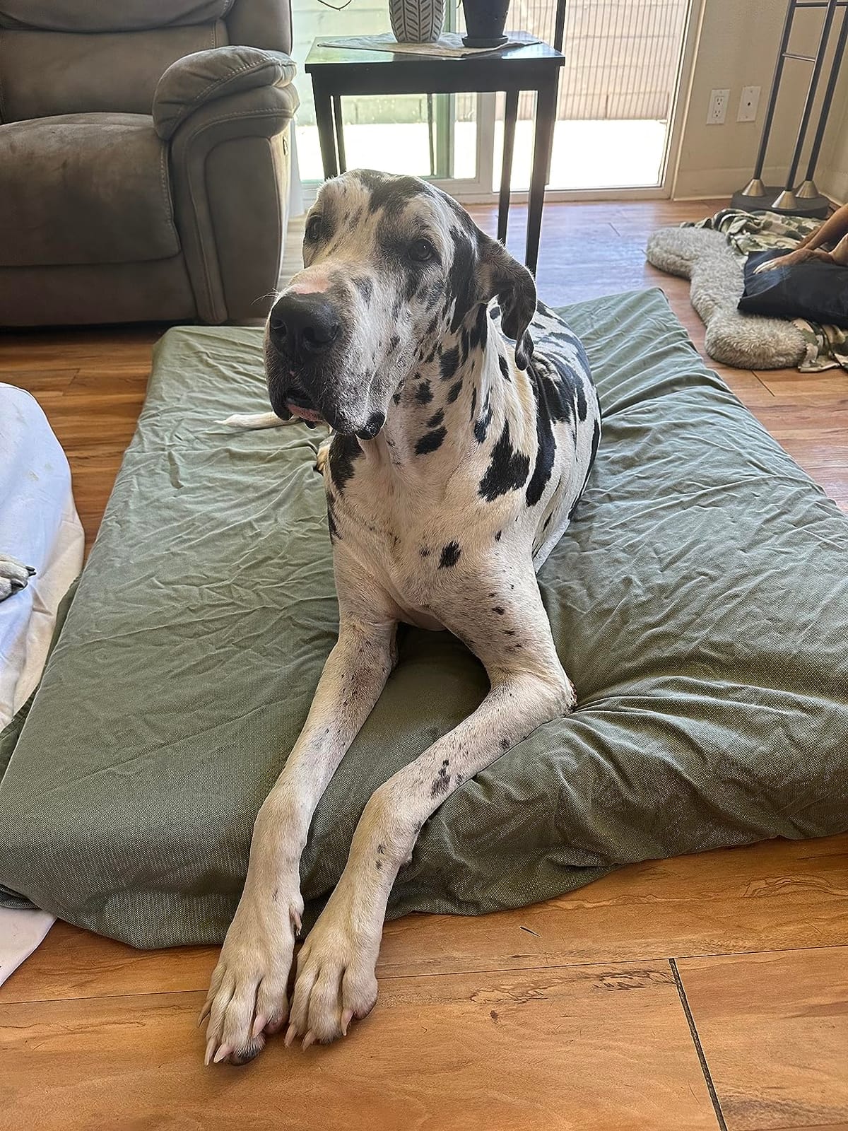 Dogbed4less Extra Large Orthopedic Memory Foam Dog Bed for Large Dogs with Durable Waterproof Internal Case, Removable Washable Denim Cover and Bonus Pet Bed Cover, 47X29X4 Fits 48X30 Dog Crate, Blue customer photo 1