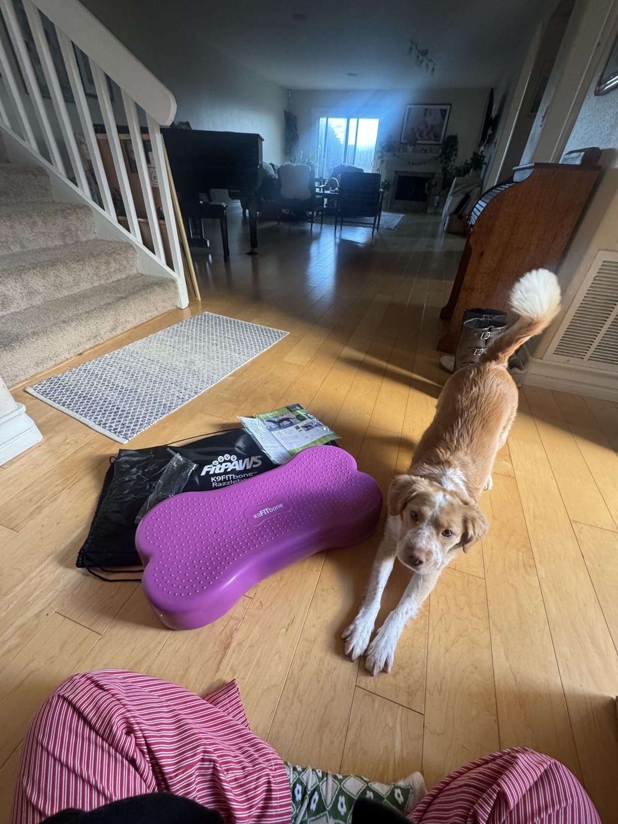 FitPaws K9FITbone Dog Balance Platform, Rehab + Exercise Equipment, Blue customer photo 1
