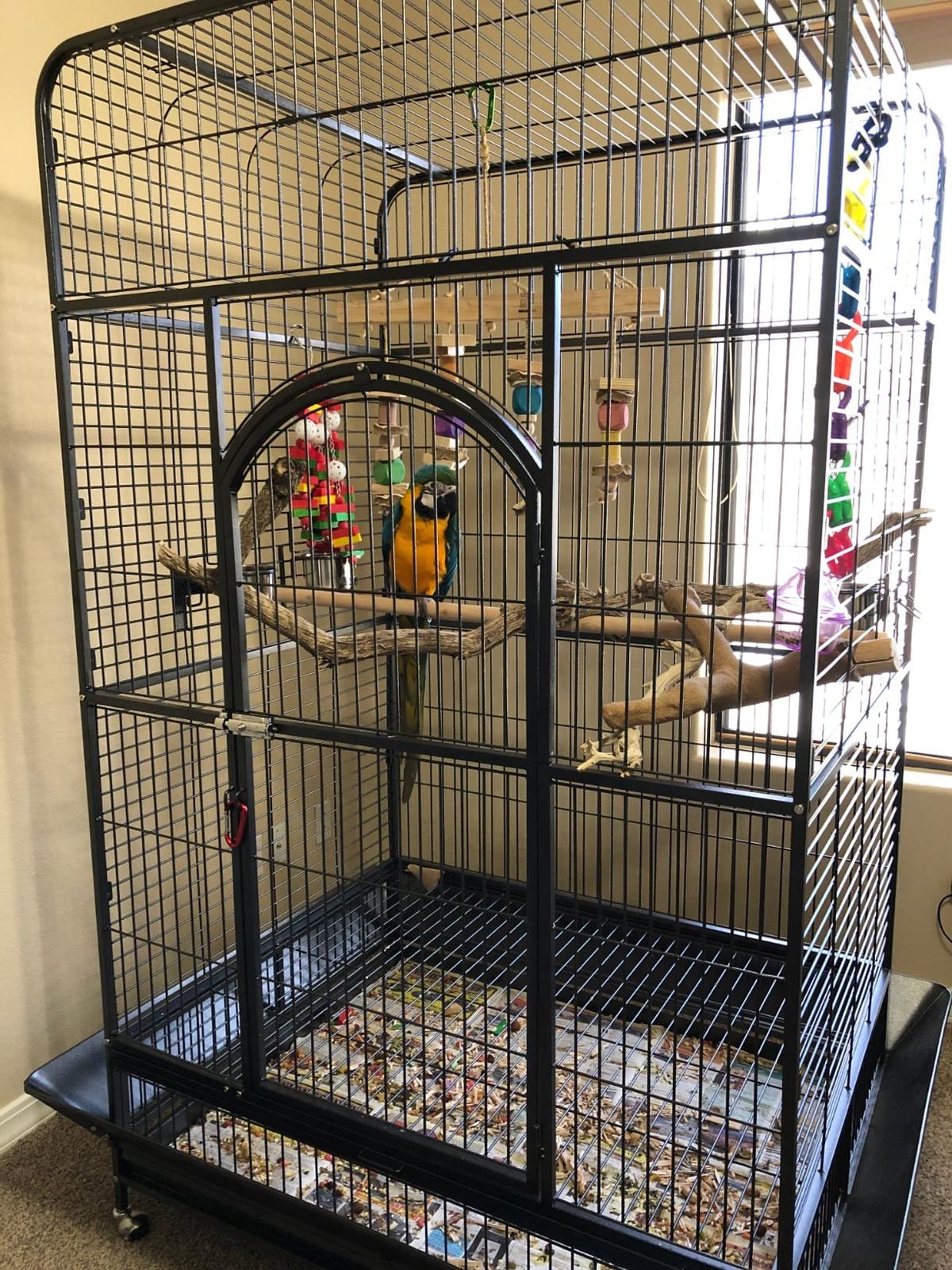 Prevue Pet Products Empire Bird Cage, X-Large, Black Hammertone, 46