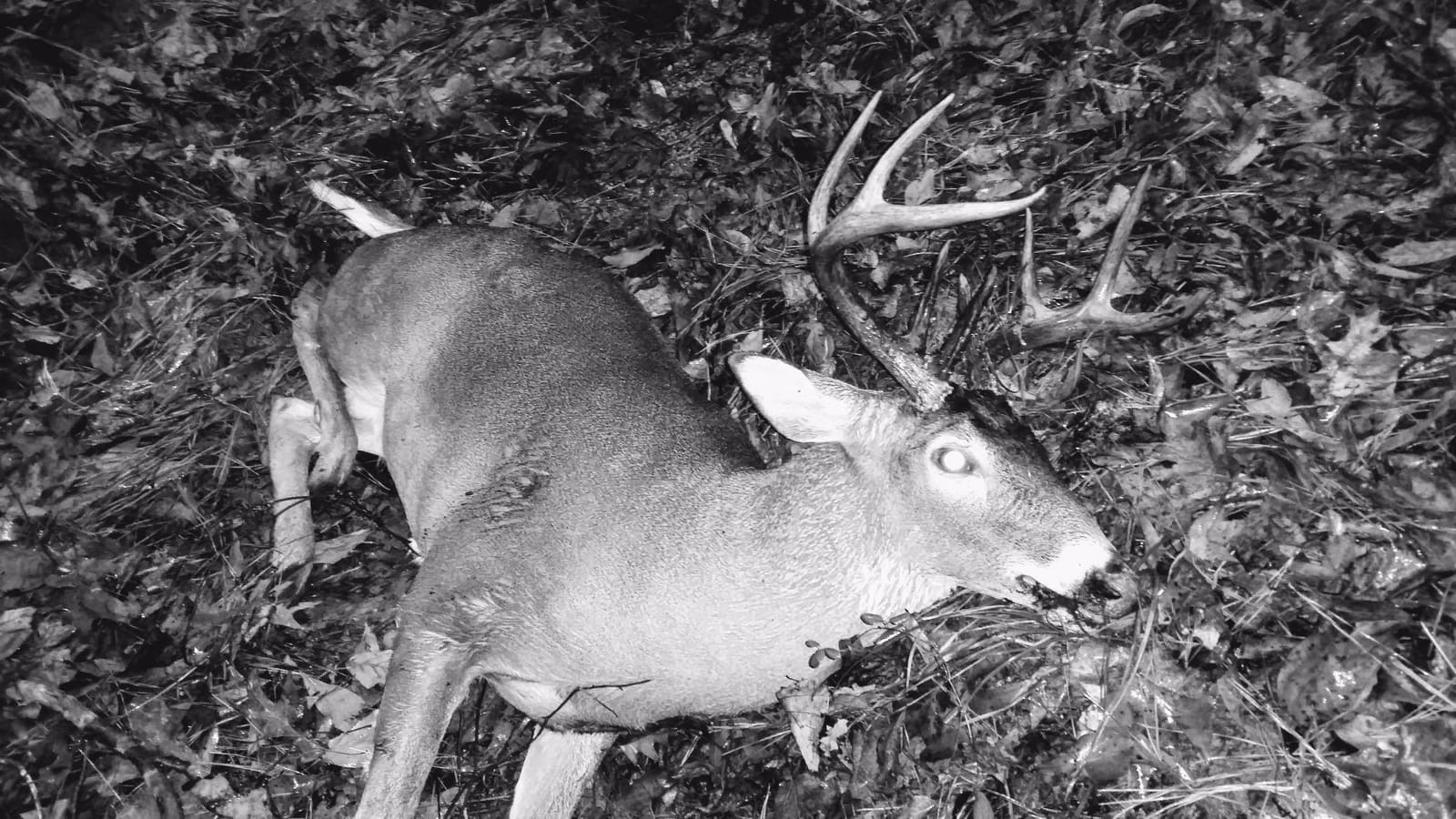 The Freshman (Whitetail Buck) by Montana Decoy customer photo 2
