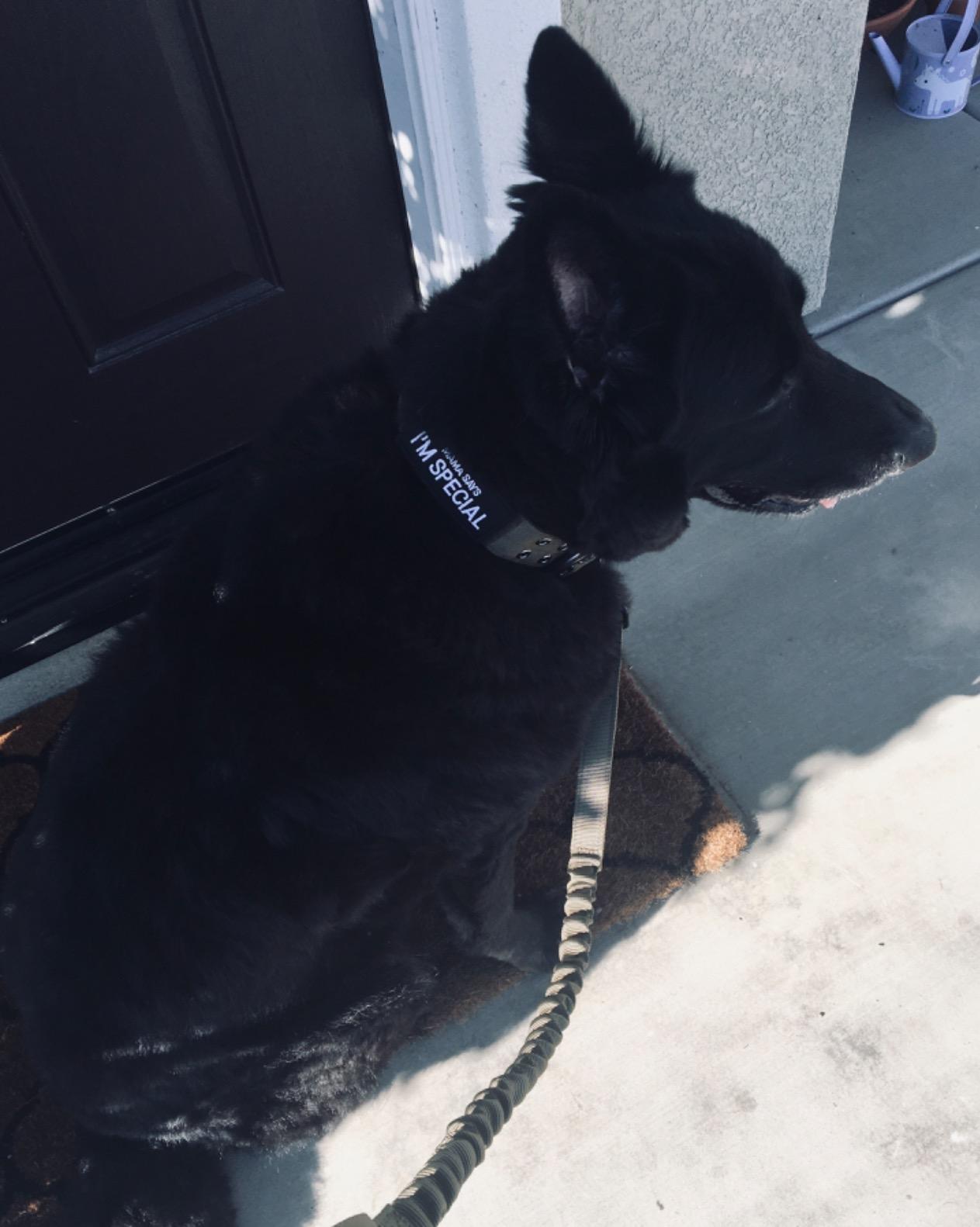 OneTigris Tactical Bungee Leash with 2 Handles Quick Release (Black) customer photo 1
