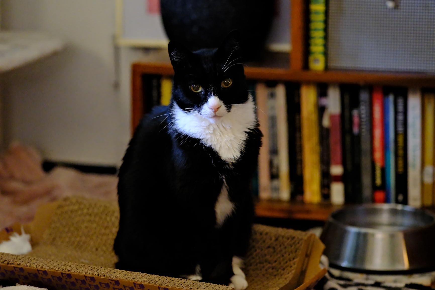 Fujifilm XF90mmF2 R LM WR customer photo 1