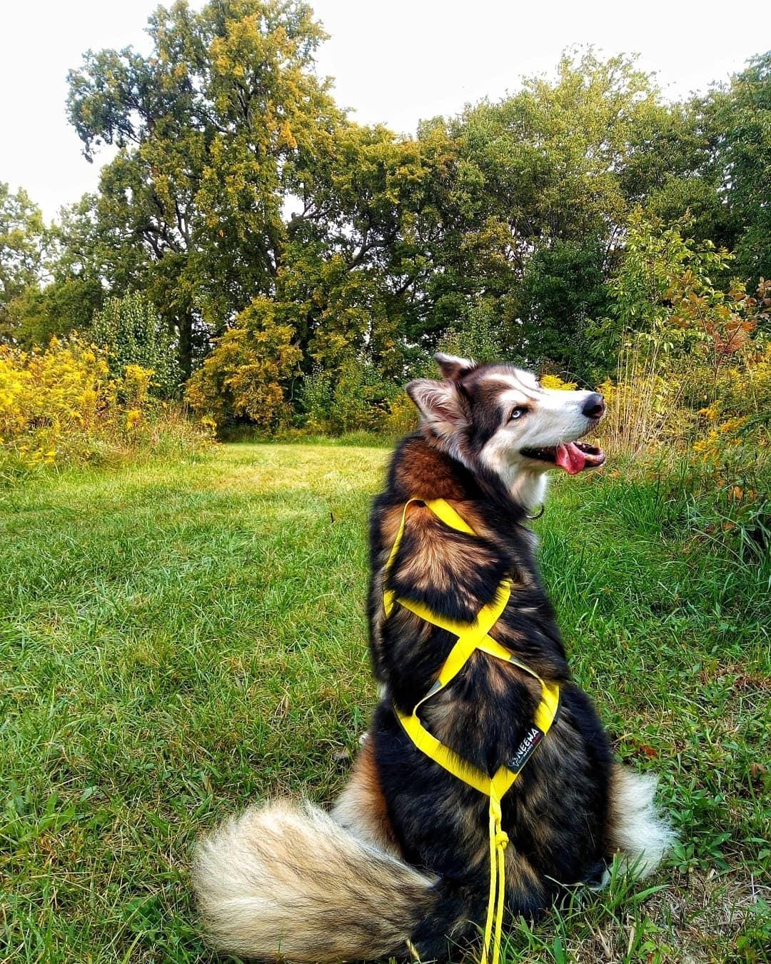Neewa Pro Sled Dog Harness (Yellow, Large (Neck 18 Chest 32 Back 21)) customer photo 1