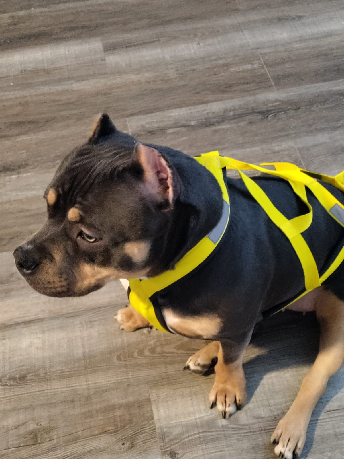 Neewa Pro Sled Dog Harness (Yellow, Large (Neck 18 Chest 32 Back 21)) customer photo 2