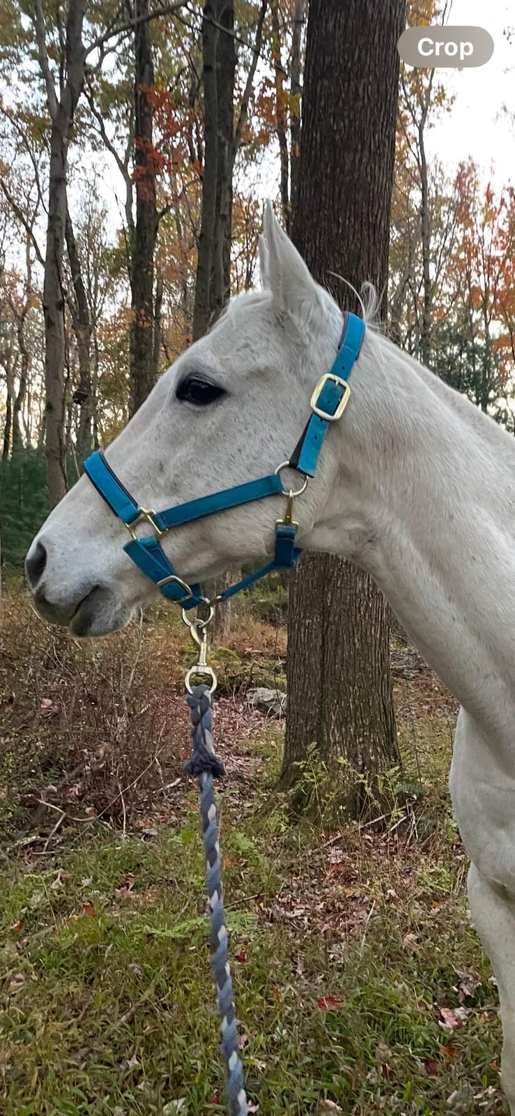 Weaver Equine Breakaway Horse Halter, Comfort Foam Padding, Adjustable Chin & Throat Snap Halters for Horses, Equine Tack, Average Size customer photo 1
