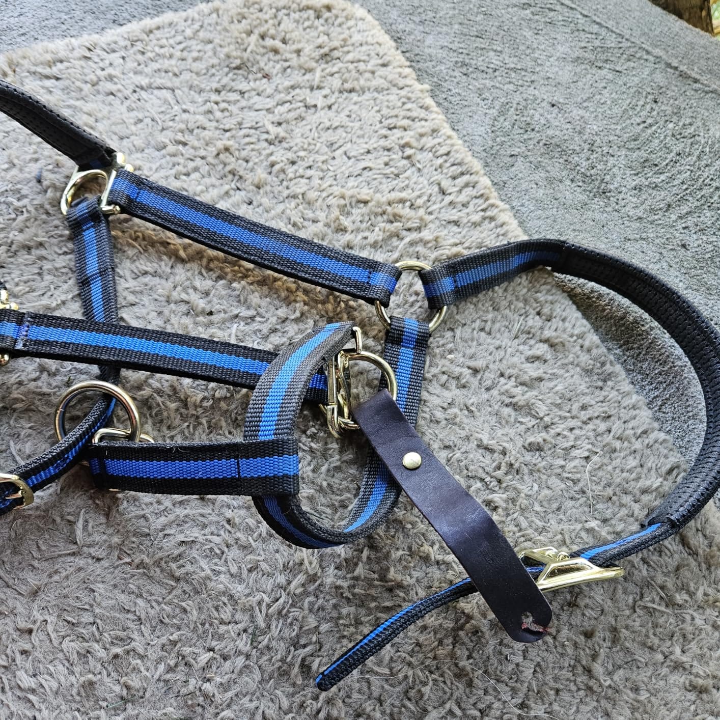 Weaver Equine Breakaway Horse Halter, Comfort Foam Padding, Adjustable Chin & Throat Snap Halters for Horses, Equine Tack, Average Size customer photo 2