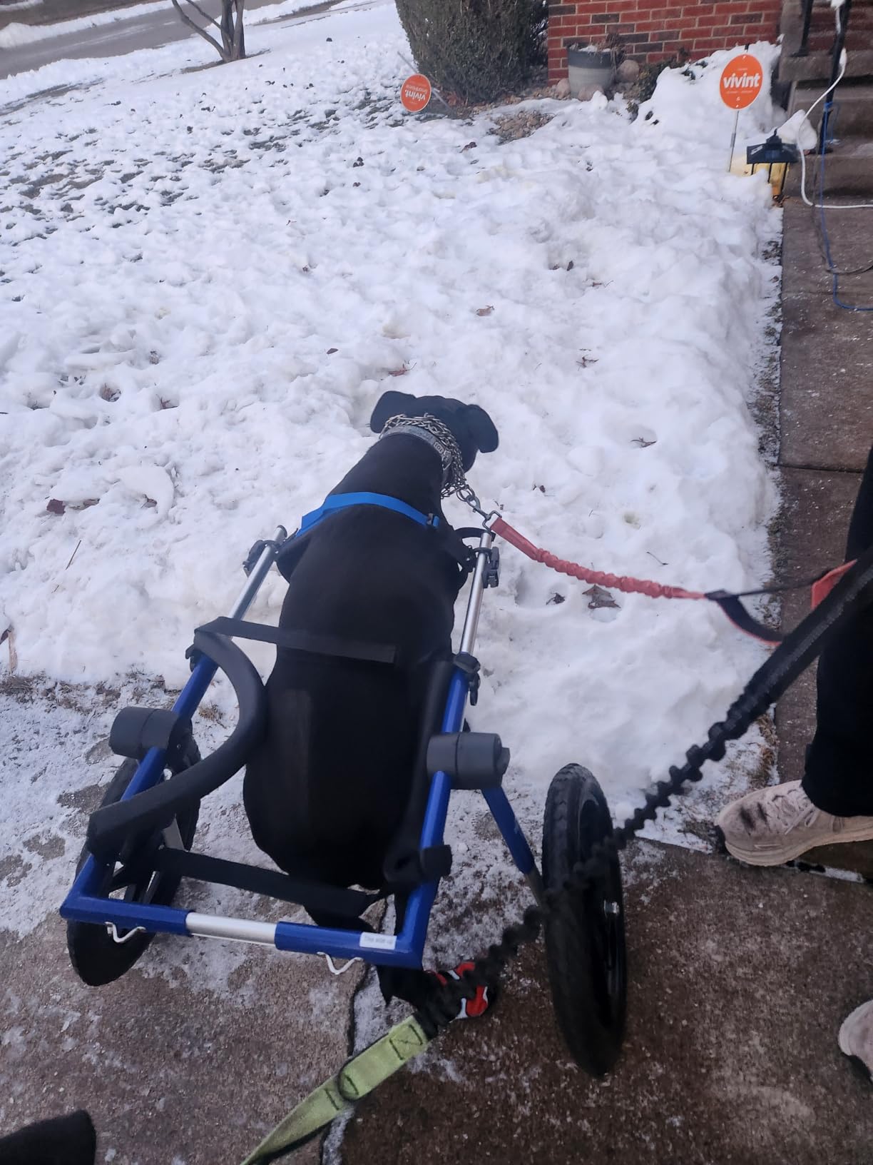 Walkin' Wheels Dog Wheelchair - for Large Dogs 70-180 Pounds - Veterinarian Approved - Dog Wheelchair for Back Legs customer photo 1