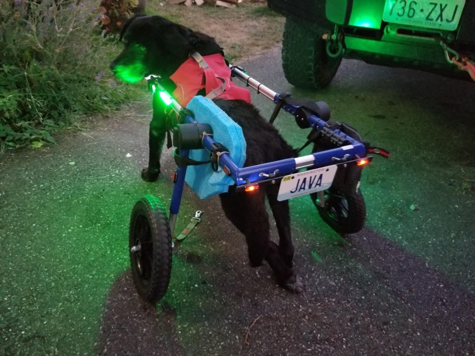 Walkin' Wheels Dog Wheelchair - for Large Dogs 70-180 Pounds - Veterinarian Approved - Dog Wheelchair for Back Legs customer photo 2