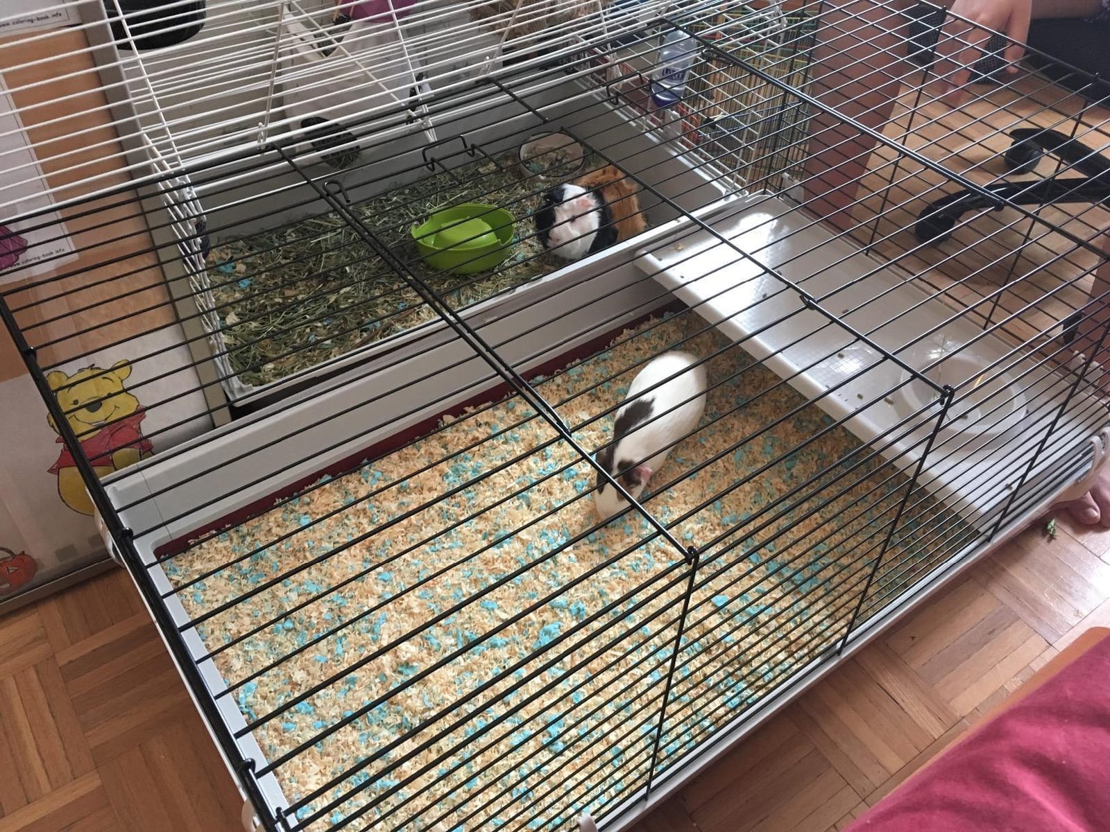 MidWest Homes for Pets 158 Wabbitat Deluxe Rabbit Home, Rabbit Cage, 39.5 L x 23.75 W x 19.75 H Inch, Maroon/White customer photo 2
