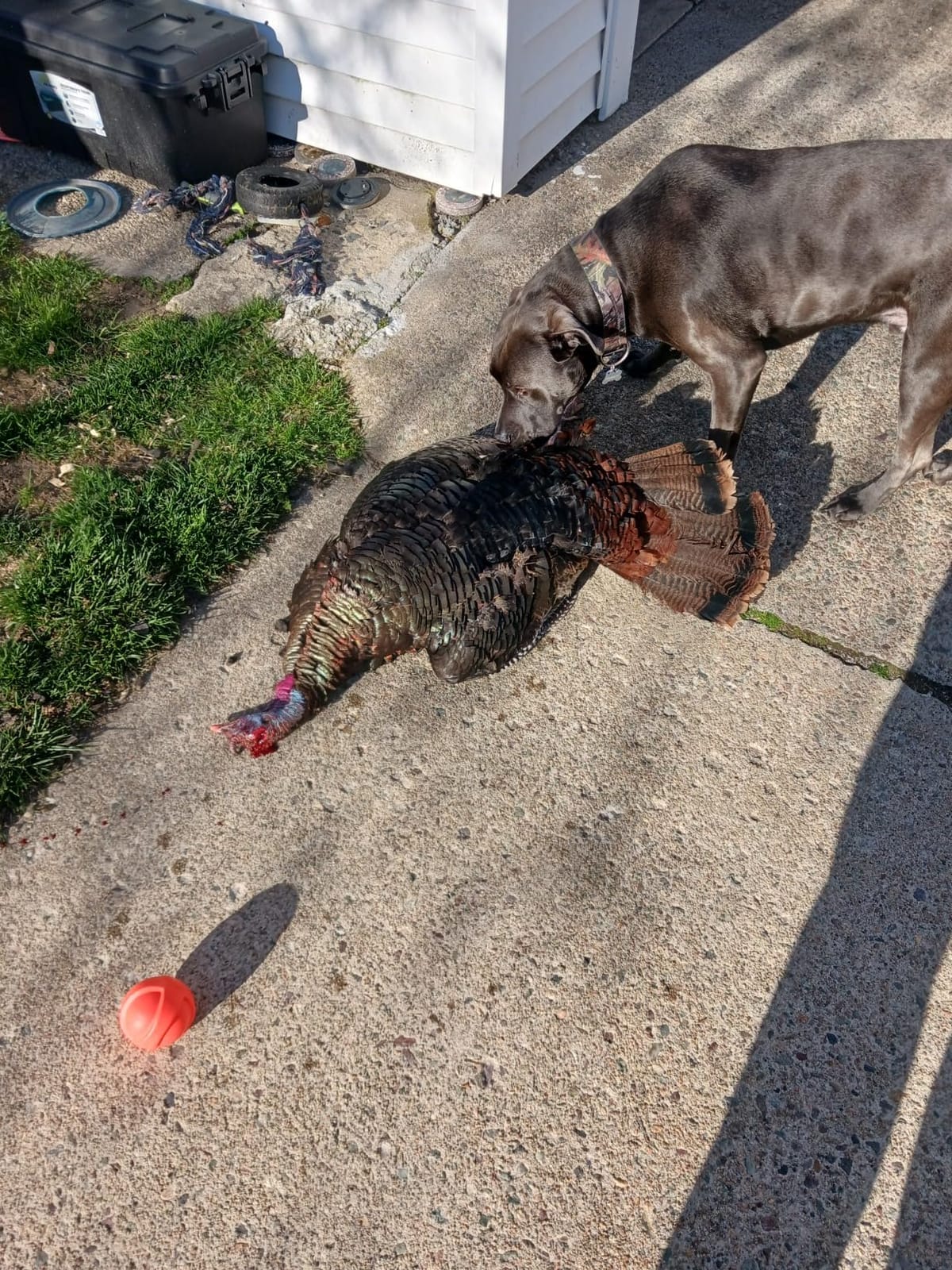 Avian-X LCD Laydown Hen Turkey Decoy | Durable Realistic Lifelike Collapsible Standing Hunting Decoy with Carry Bag & Stake, AVX8011 customer photo 2