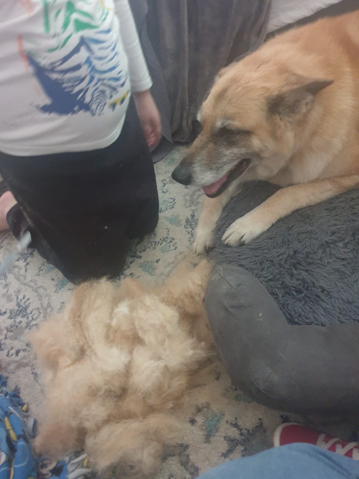 Pet Deshedding Rake Comb for Large Dogs Undercoat Grooming Brush | Extra-large Stainless Steel Pet Grooming Comb Dematting Comb for Golden Retriever, Husky, German Shepherd Long Hair customer photo 2