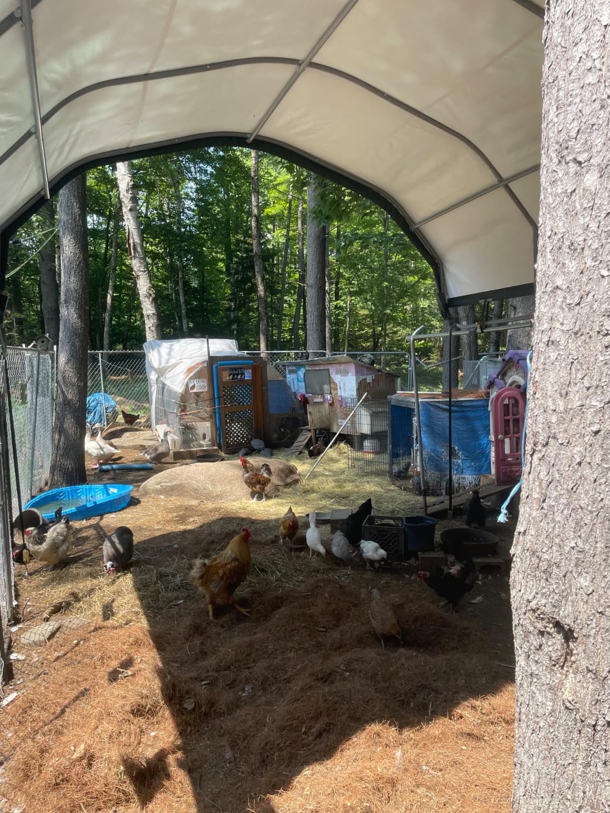 ShelterLogic Corral Shelter and Livestock Shade Waterproof and UV Treated Universal Cover for Horses, Goats, and Other Livestock (Corral Panels Not Included) customer photo 1