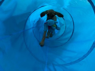 Houseables Dog Tunnel, Dog Agility Tunnel, Agility Equipment, 18 Feet, Puppy Obstacle Course, Pet Playground, Crawling, Small, Medium, Large, Indoor/Outdoor, Play, Pop Up Set, Exercise Tube, Toy, Blue customer photo 1
