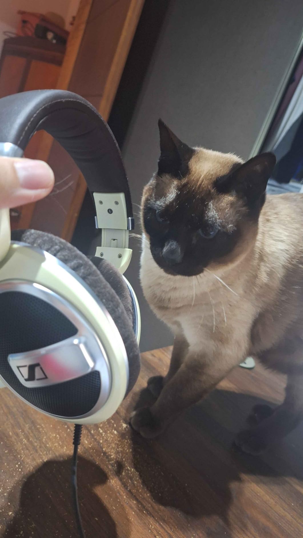 SENNHEISER HD 599 Open Back Headphone, Ivory customer photo 1