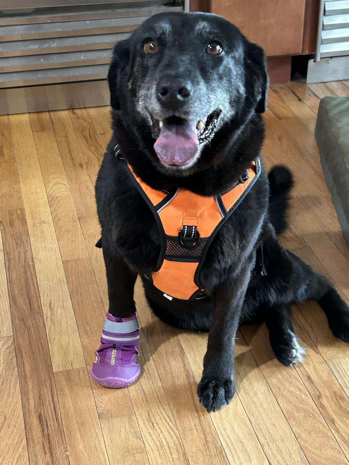 QUMY Dog Shoes for Hot Pavement, Dog Snow Boots & Paw Protectors for Winter | Dog Booties Medium Large Size Dogs, Water-resistant in the Rain, Outdoor Walking, Indoor Hardfloors Skid-resistant Sole Black customer photo 2