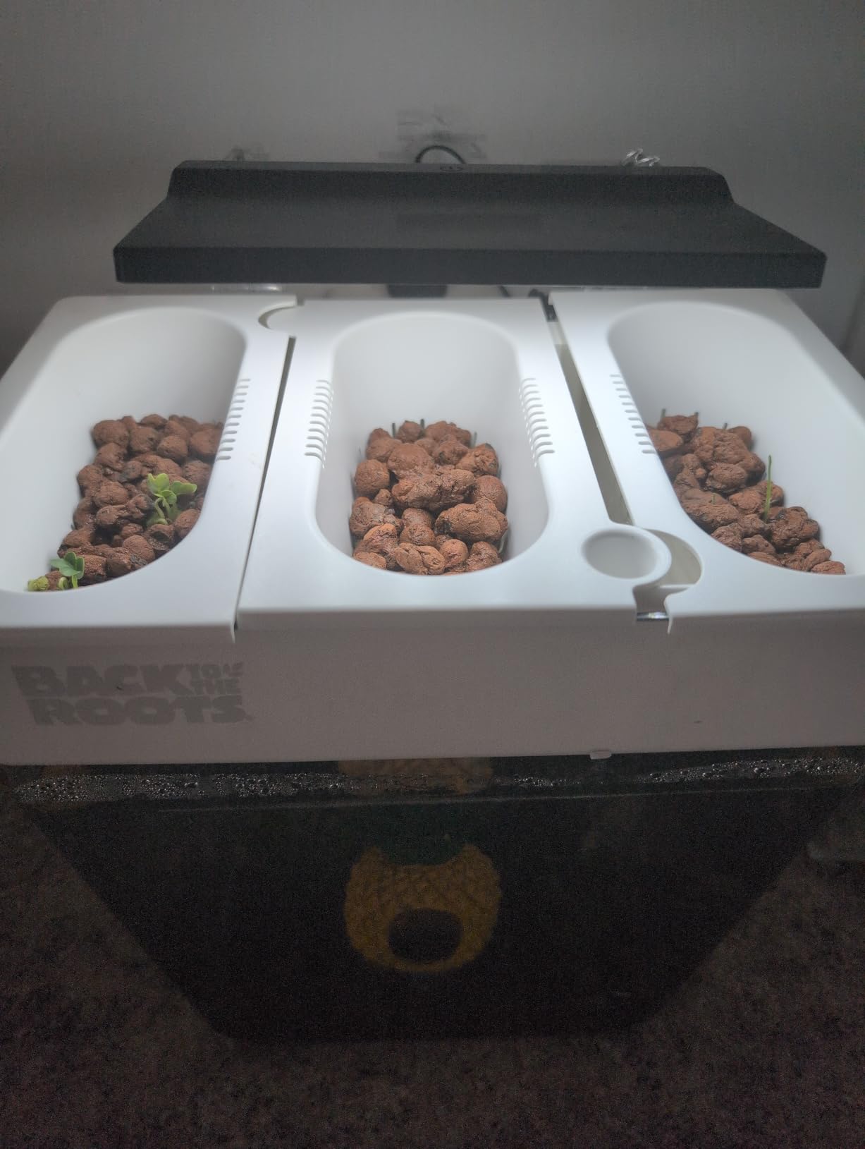 Back to the Roots Indoor Aquaponic Garden - 3 Gallon Self Watering, Mess-Free Planter and Self-Cleaning Fishtank for Herbs, Microgreens, Bamboo, Succulents, and Houseplants customer photo 1