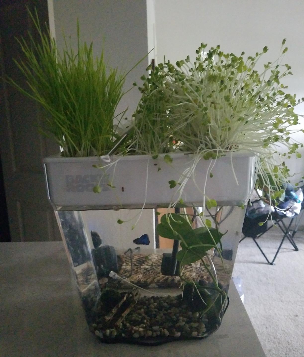 Back to the Roots Indoor Aquaponic Garden - 3 Gallon Self Watering, Mess-Free Planter and Self-Cleaning Fishtank for Herbs, Microgreens, Bamboo, Succulents, and Houseplants customer photo 2