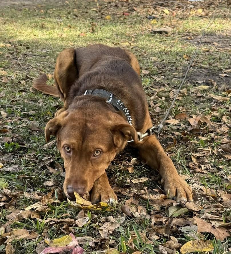 BV Dog Tie Out Cable 25 Feet - Heavy Duty Dog Lead Up to 250 Pounds - Reflective & Rust-Free with Quick Release Swivel Clips & 360° Rotating Clasp - Tangle-Free Dogs Runner for Yard (Grey, Single) customer photo 2