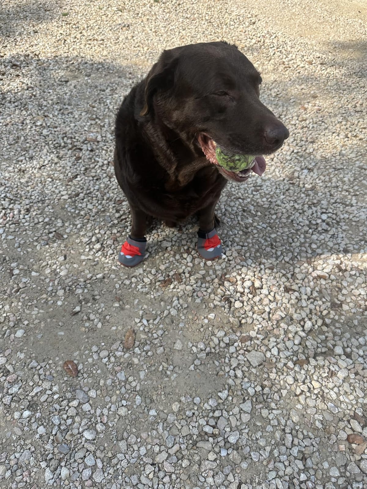 Ruffwear Grip Trex Dog Shoes - Obsidian Black, 3.25
