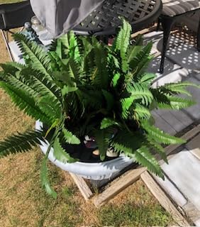 48 in Artificial Boston Fern Hanging Plant (Set of 2) | Large Hanging Fake Plant, 67 Long Realistic Fronds customer photo 2