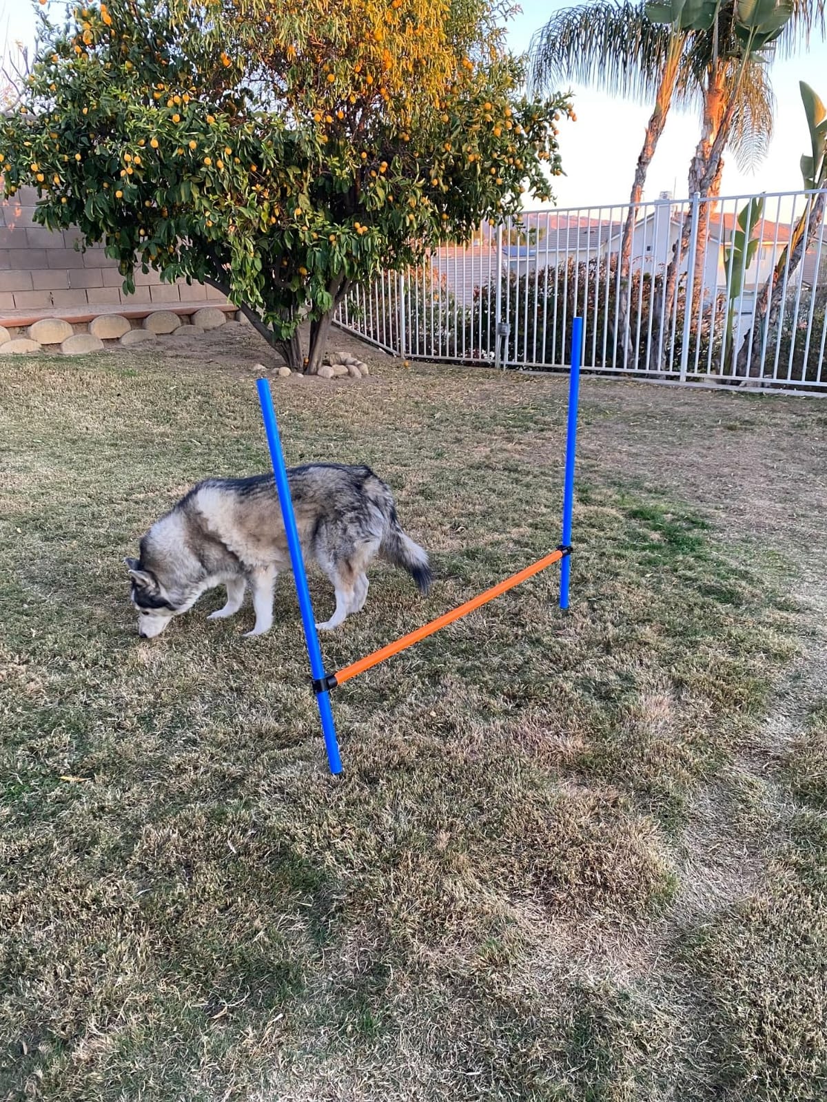 PAWISE Dog Agility Training Equipment, Pet Training Hurdles & Weave Poles Set with Adjustable Jump Bar, Outdoor Dog Obstacle Course for Backyard Exercise, Portable Dog Agility Kit for Shepherd Malinois customer photo 1