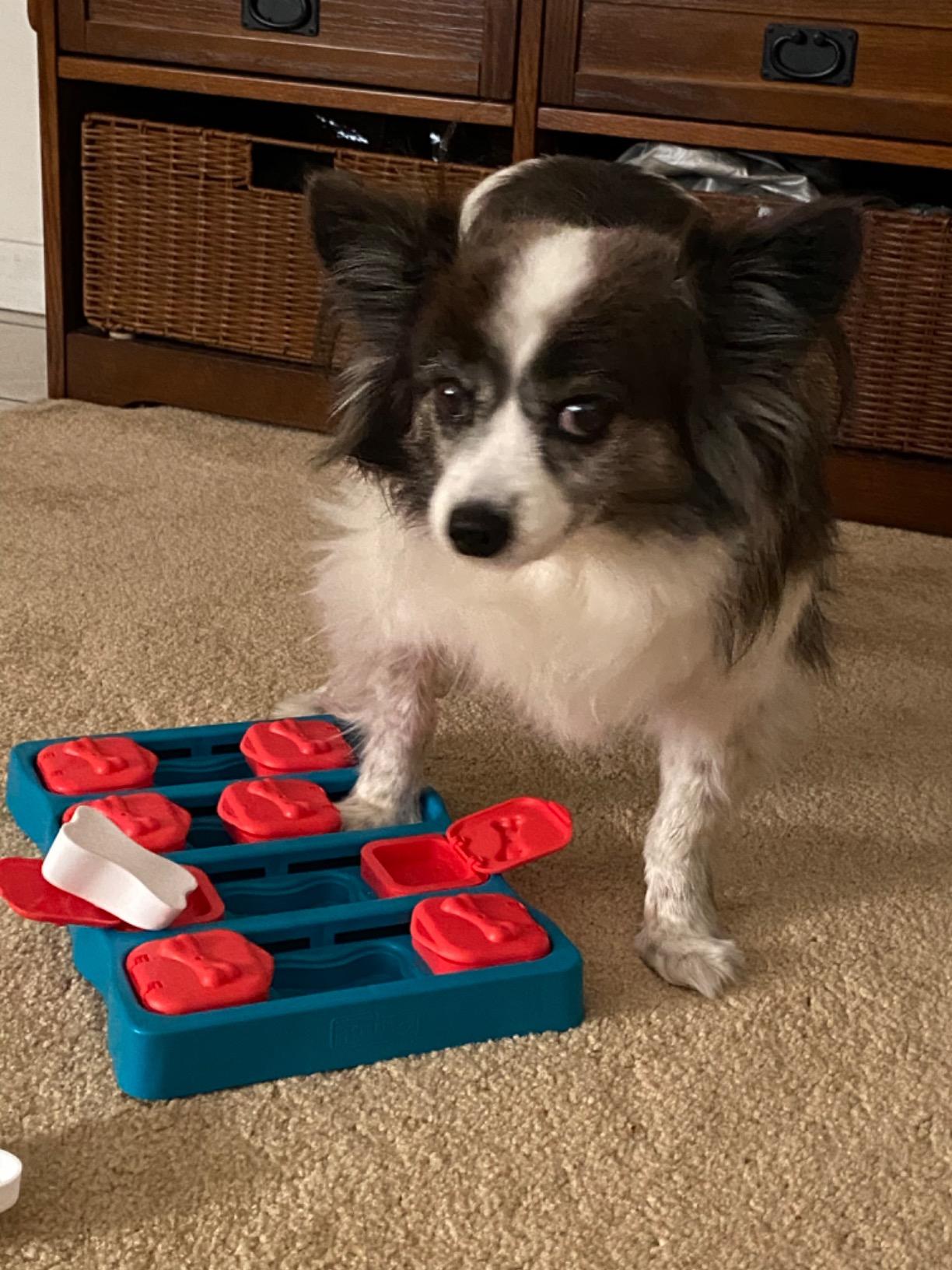 Outward Hound Nina Ottosson Dog Brick Dog Toy Treat Puzzle, 12.8