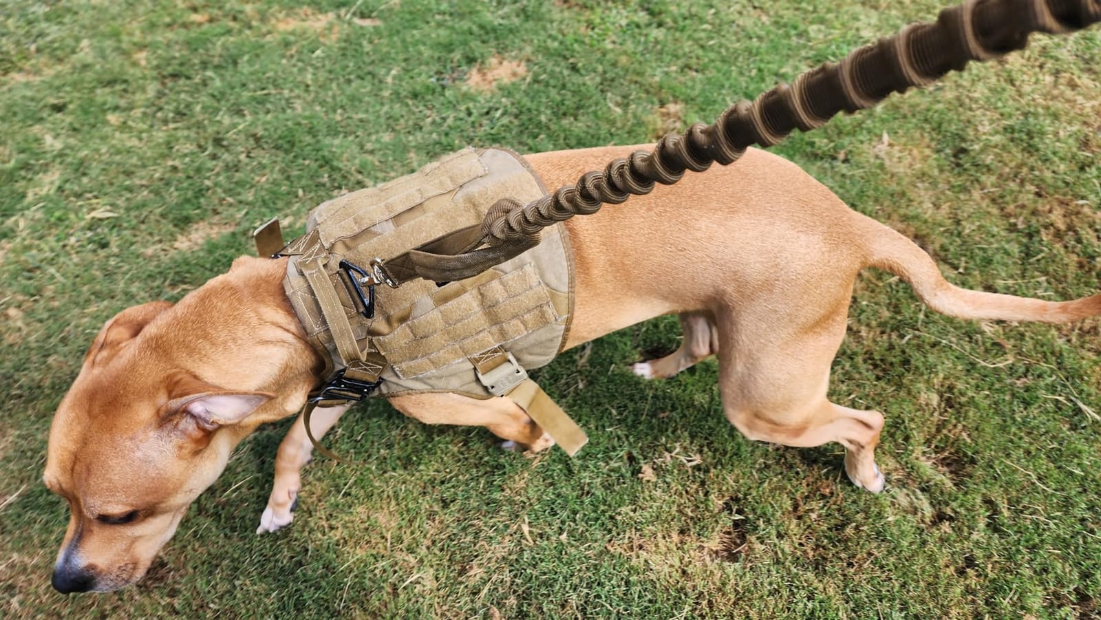 EXCELLENT ELITE SPANKER Tactical Military Bungee Nylon Dog Leash Adjustable | Adjustable No Pull Leads Rope Quick Release with 2 Control Handle heavy duty durable for training hunting for medium large dog customer photo 2