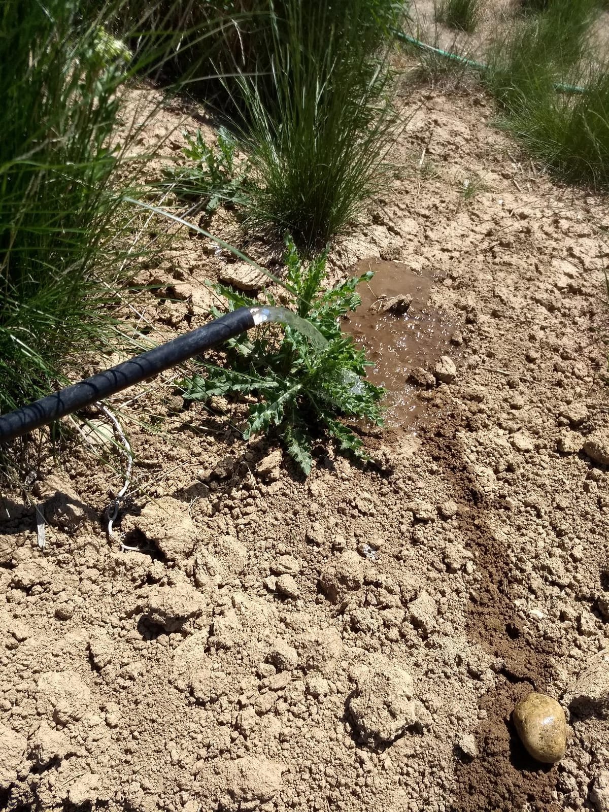 MNP Powerful Submersible Solar Powered Pond Pump Kit with Panels and Hose, No Battery. Advanced Design (50 Watts) customer photo 2