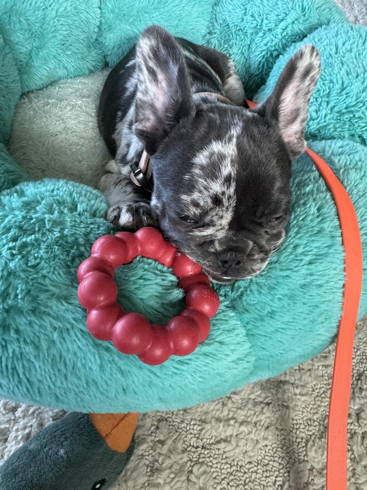 KONG Ring, Natural Rubber Chew Toy for Dental Health, for Medium/Large Dogs | KONG Natural Rubber Ring Toy That Supports Healthy Chewing Habits, Dog Dental Health & Natural Play Instincts customer photo 1