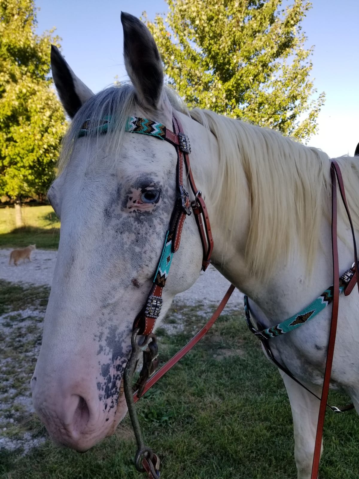 Showman Leather Headstall and Breast Collar Set with Teal, Gold & Black Beaded Overlay w Cross customer photo 1