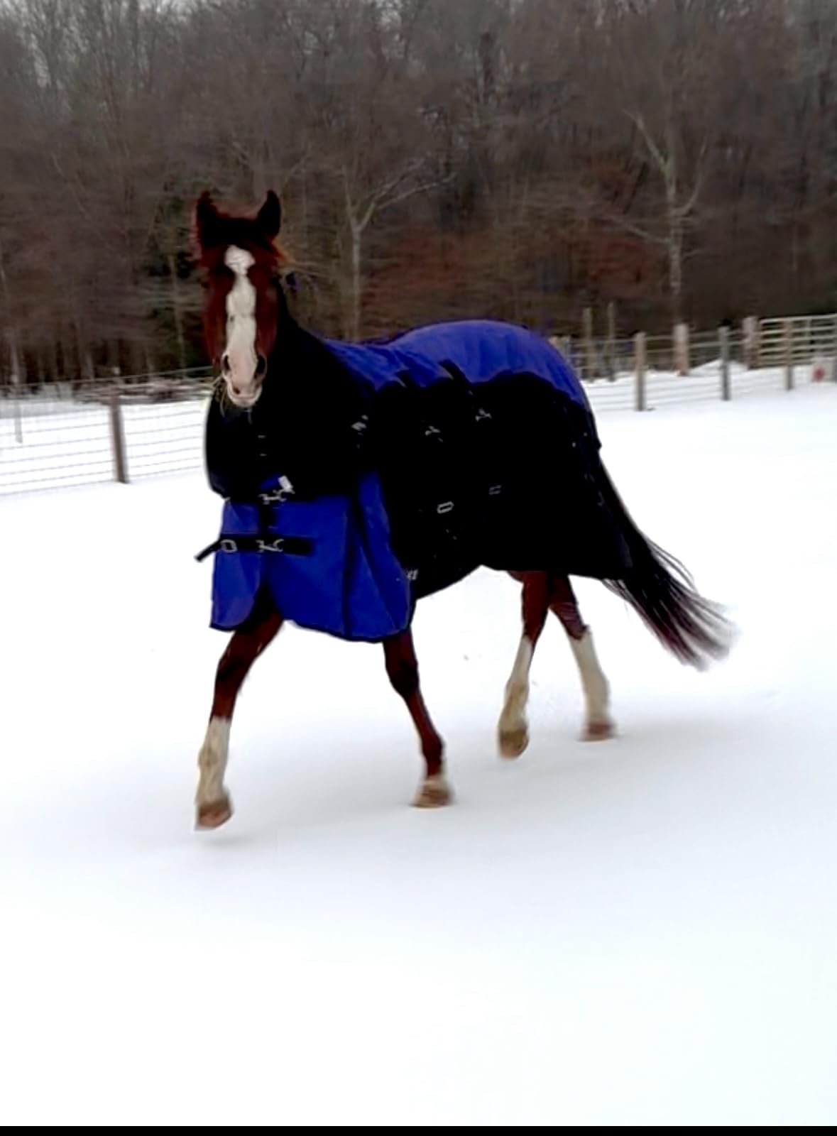 TOUGH1 1200D Turnout Blanket with Belly WRAP and SNUGGIT, Royal Blue, 78-in customer photo 1