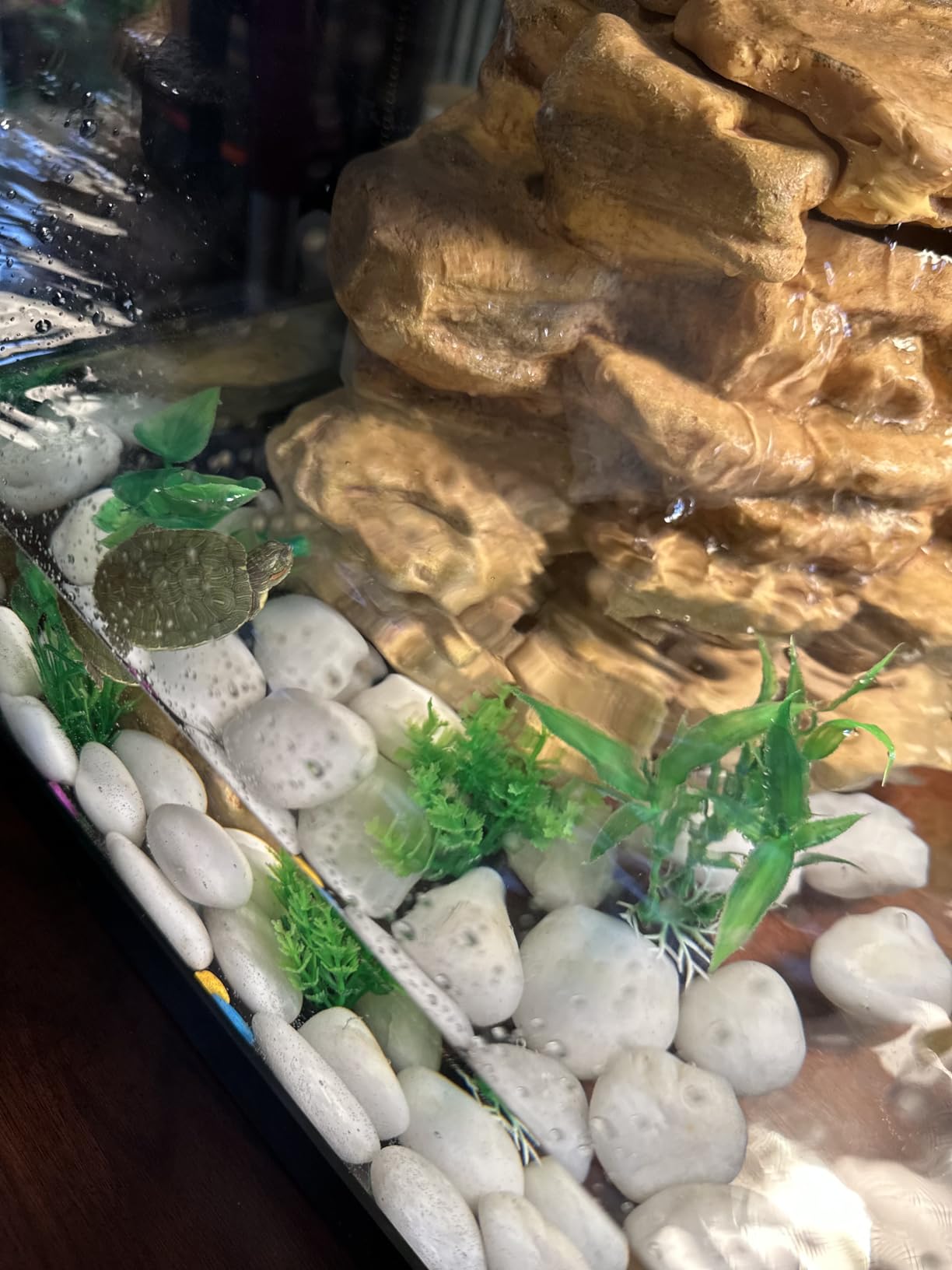 Tetra 20 Gallon Deluxe Aquarium Kit for Aquatic Turtles | Includes 2 Heat Lamps, 20 Gallon Glass Tank With Screen, Decorative Water Filter With Cartridges, Basking Platform, Plant customer photo 2